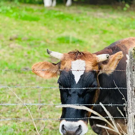 Pensión Haus Zum Noeckel Schalksmuhle