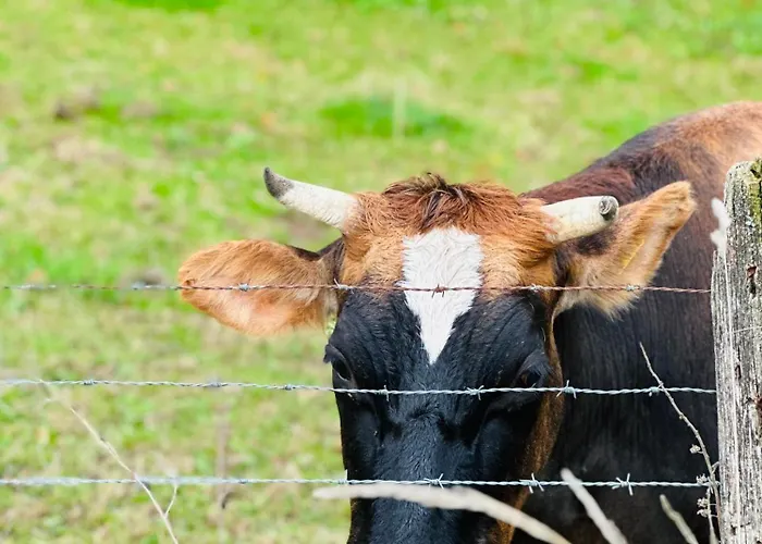 Casa de hóspedes Haus Zum Noeckel Schalksmuhle